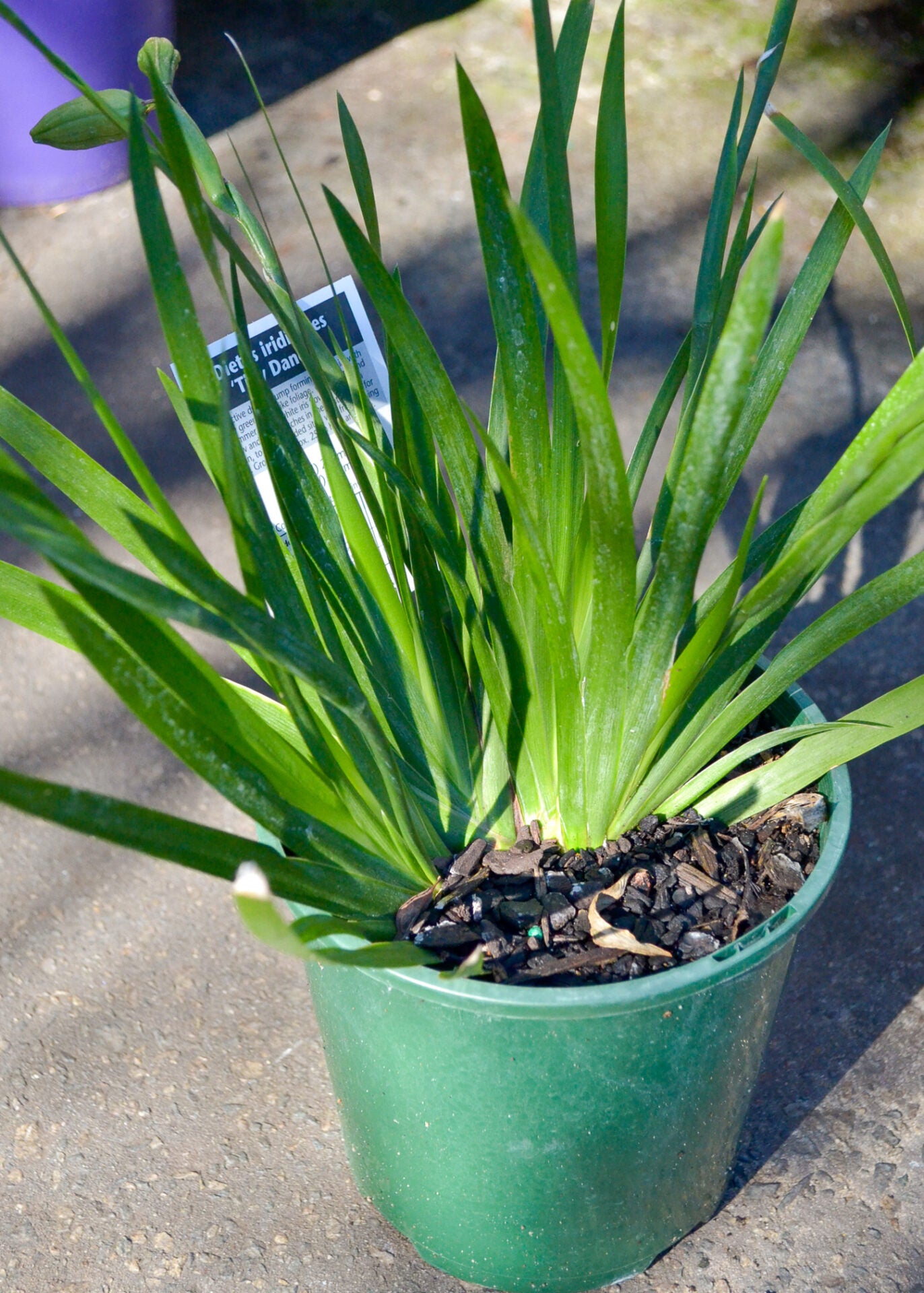 Fortnight Lily Tiny Dancer (Dietes iridioides)