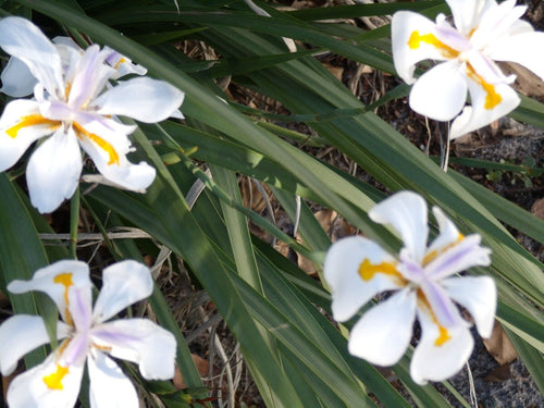 Fortnight Lily White Tiger (Dietes iridioides) - Ladybird Nursery