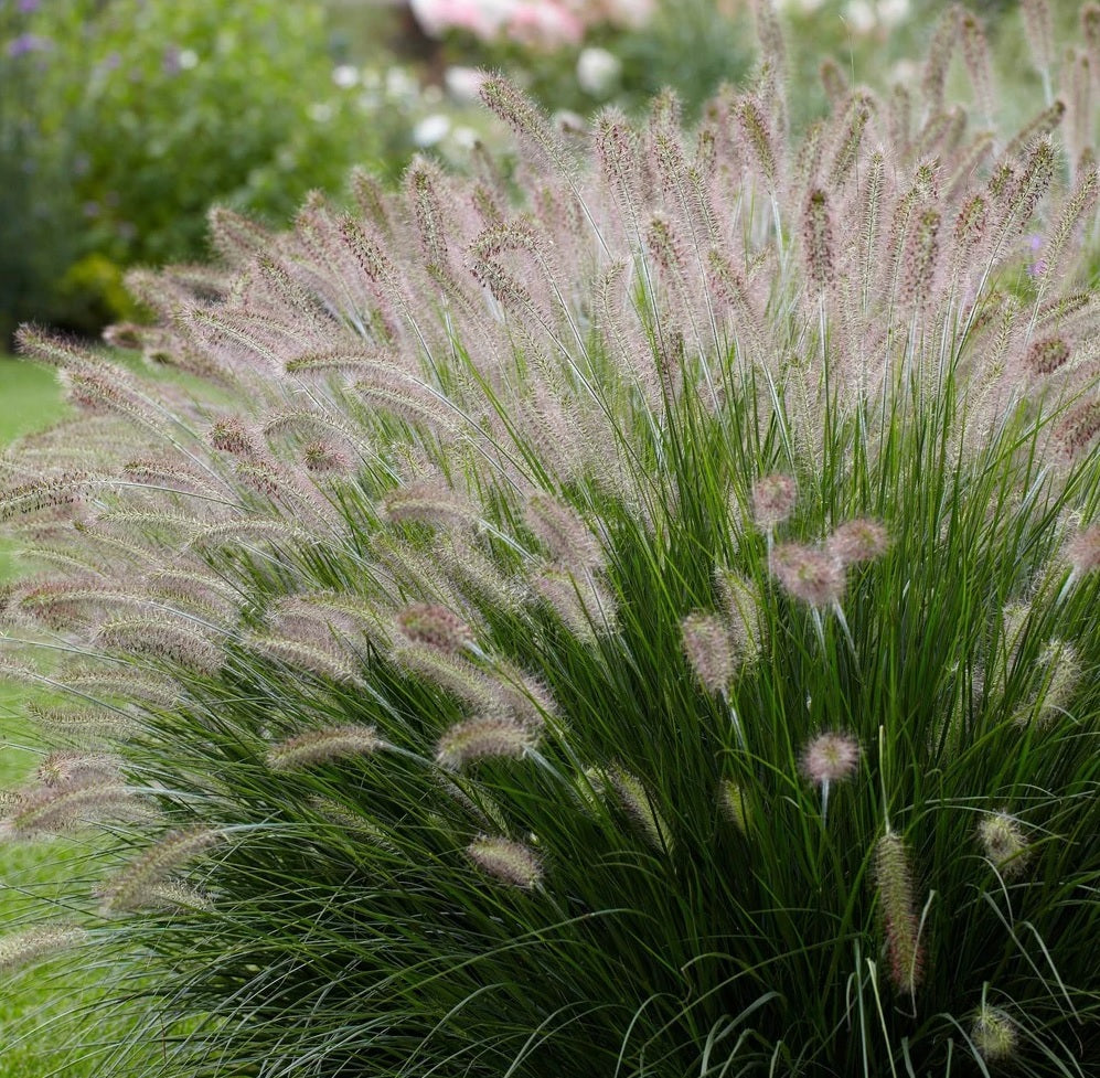 Fountain Grass (Pennisetum alopecuroides)