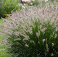 Fountain Grass (Pennisetum alopecuroides) - Ladybird Nursery
