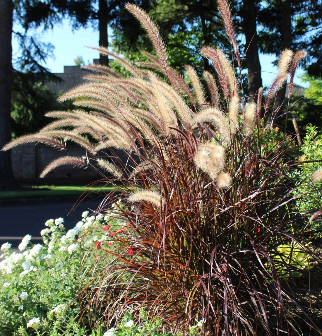 Fountain Grass Burgundy (Pennisetum spp.) - Ladybird Nursery