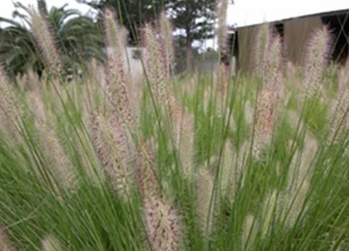 Fountain Grass 'NAFRAY®' (Pennisetum alopecuroides)