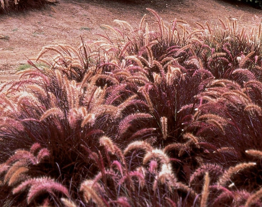 Little Plum Fountain Grass (Pennisetum setaceum) - Ladybird Nursery