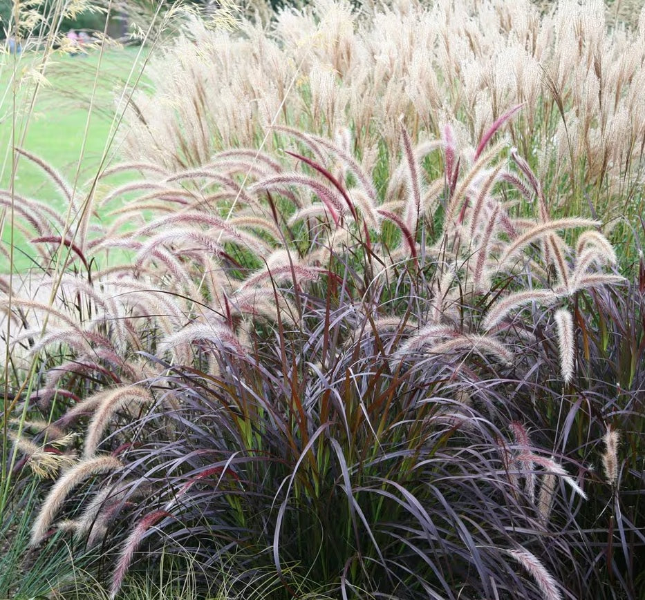 Fountain Grass Rubrum (Pennisetum advena)