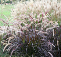 Fountain Grass Rubrum (Pennisetum advena) - Ladybird Nursery