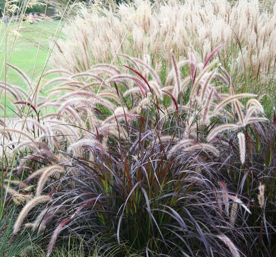 Fountain Grass Rubrum (Pennisetum advena) - Ladybird Nursery