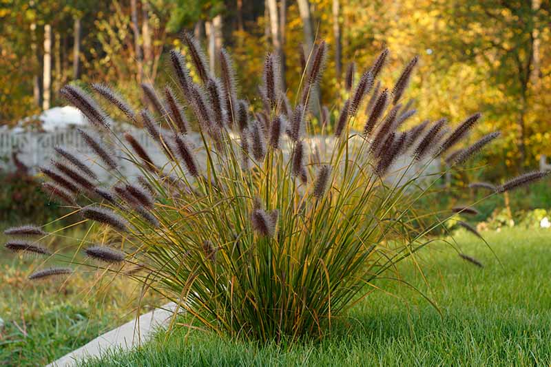 Fountain Grass rubrum compacta (Pennisetum macrostachyum)