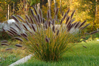 Fountain Grass rubrum compacta (Pennisetum macrostachyum)