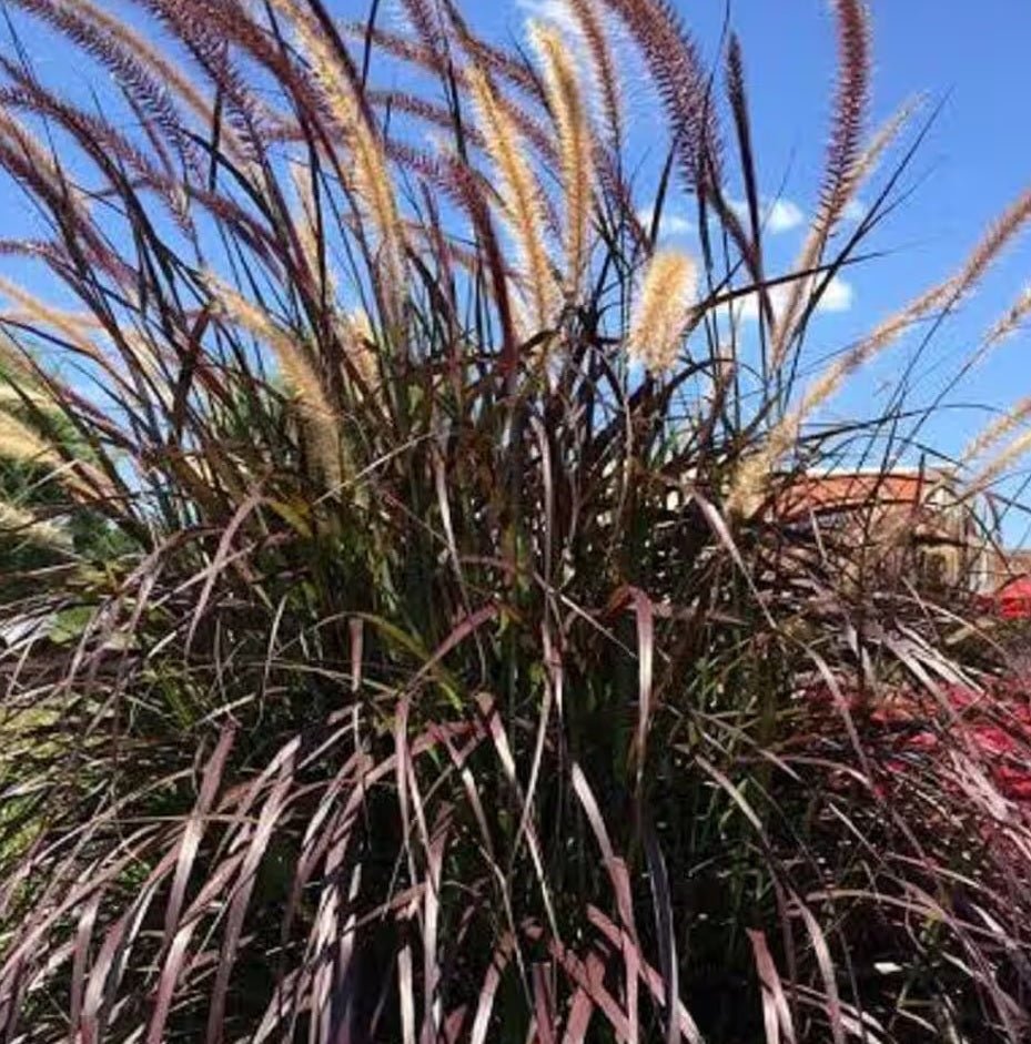 Fountain Grass Ruby Magic (Pennisetum) - Ladybird Nursery