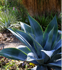 Fox Tail Agave Boutins Blue (Agave attenuata)