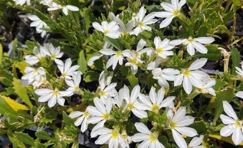 Fan Flower Bondi™ White (Scaevola) - Ladybird Nursery