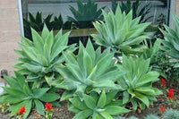 Fox Tail Agave Foxtail (Agave attenuata) - Ladybird Nursery