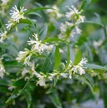 Fragrant Sweet Box (Sarcococca ruscifolia)