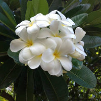 Frangipani (Plumeria obtusa) - Ladybird Nursery