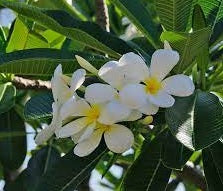 Frangipani Acutifolia (Plumeria rubra)