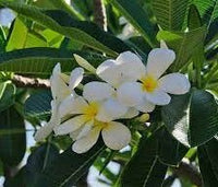 Frangipani Acutifolia (Plumeria rubra) - Ladybird Nursery