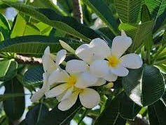 Frangipani acutifolia White (Plumeria rubra) - Ladybird Nursery