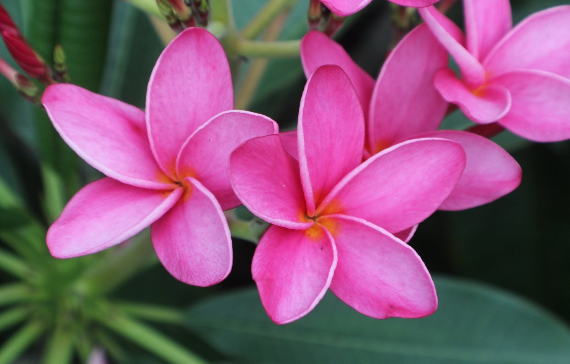 Frangipani Assorted (Plumeria spp.) - Ladybird Nursery