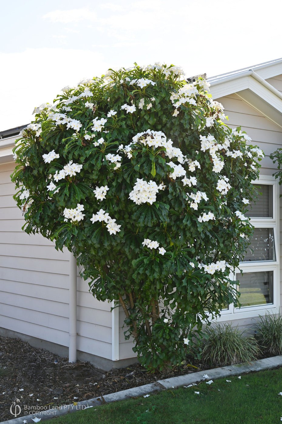 Frangipani Evergreen (Plumeria pudica) - Ladybird Nursery