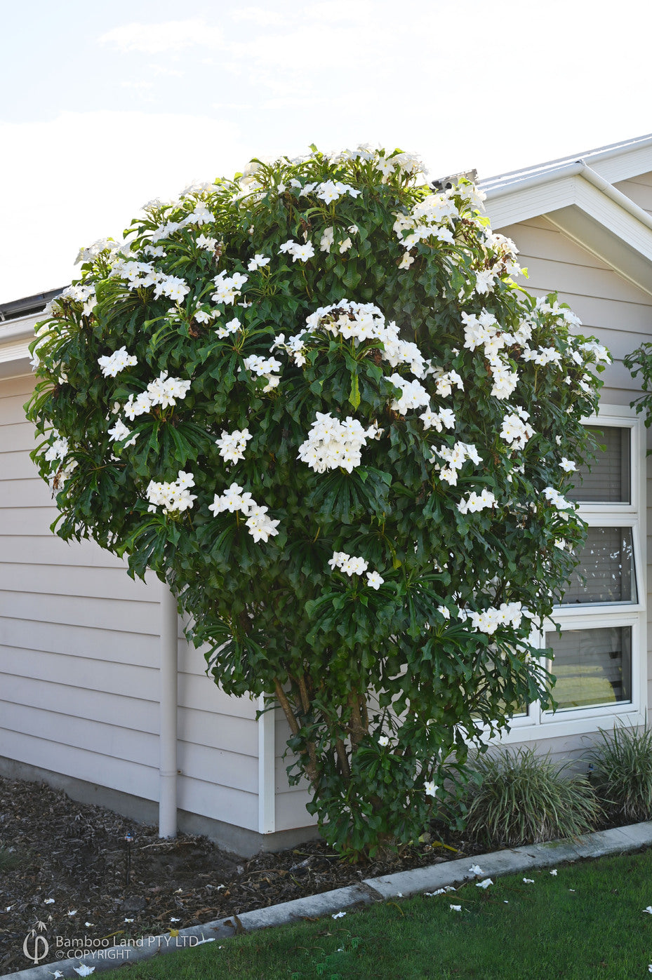 Frangipani Evergreen (Plumeria pudica)