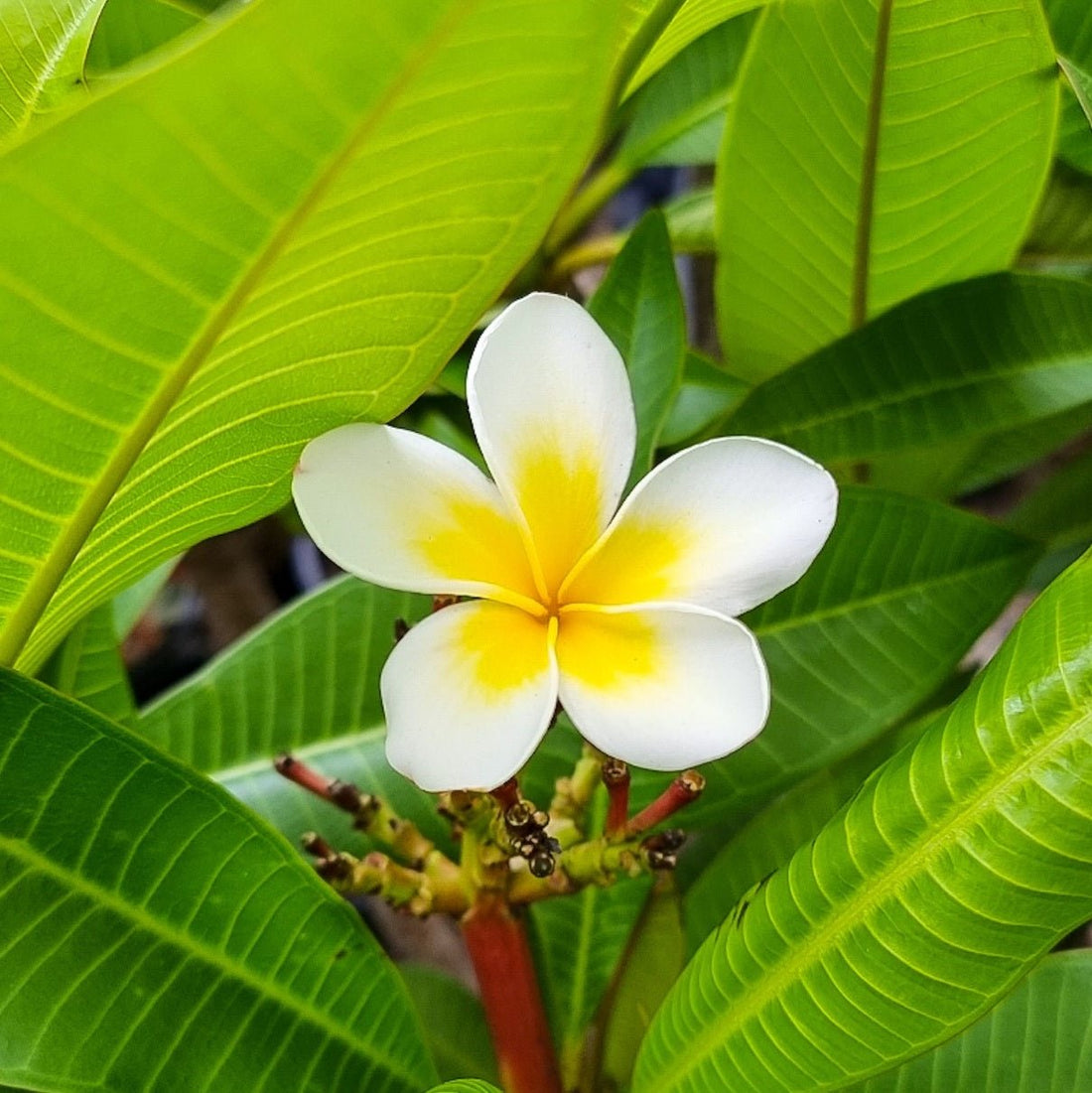 Frangipani Fruit Salad (Plumeria rubra) - Ladybird Nursery