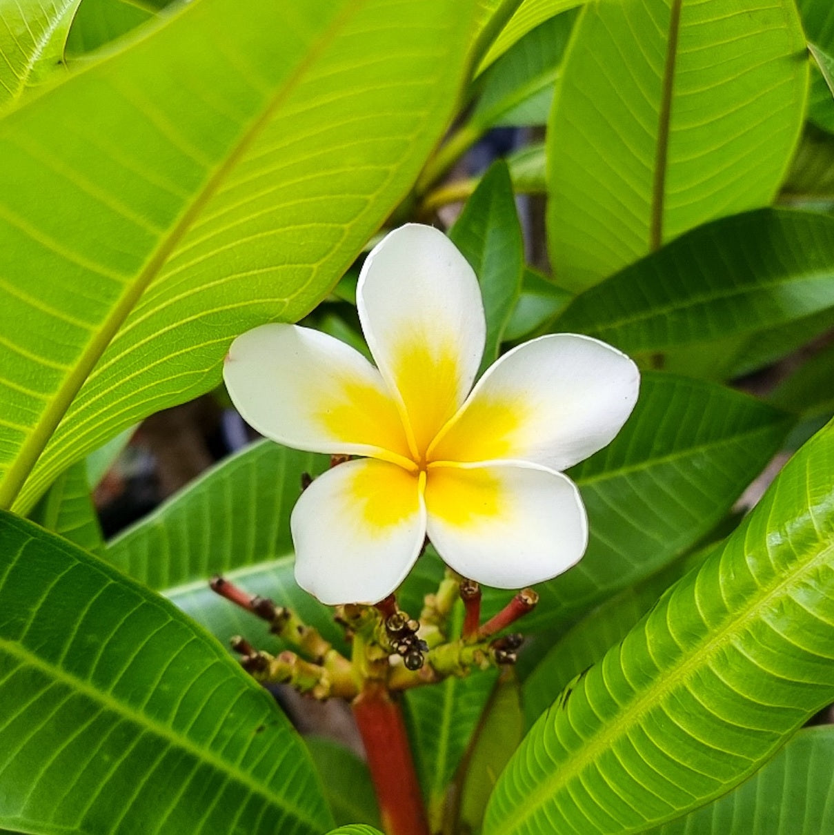 Frangipani Fruit Salad (Plumeria rubra)