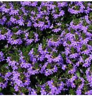 Fan Flower Fairy Blue (Scaevola aemula) - Ladybird Nursery
