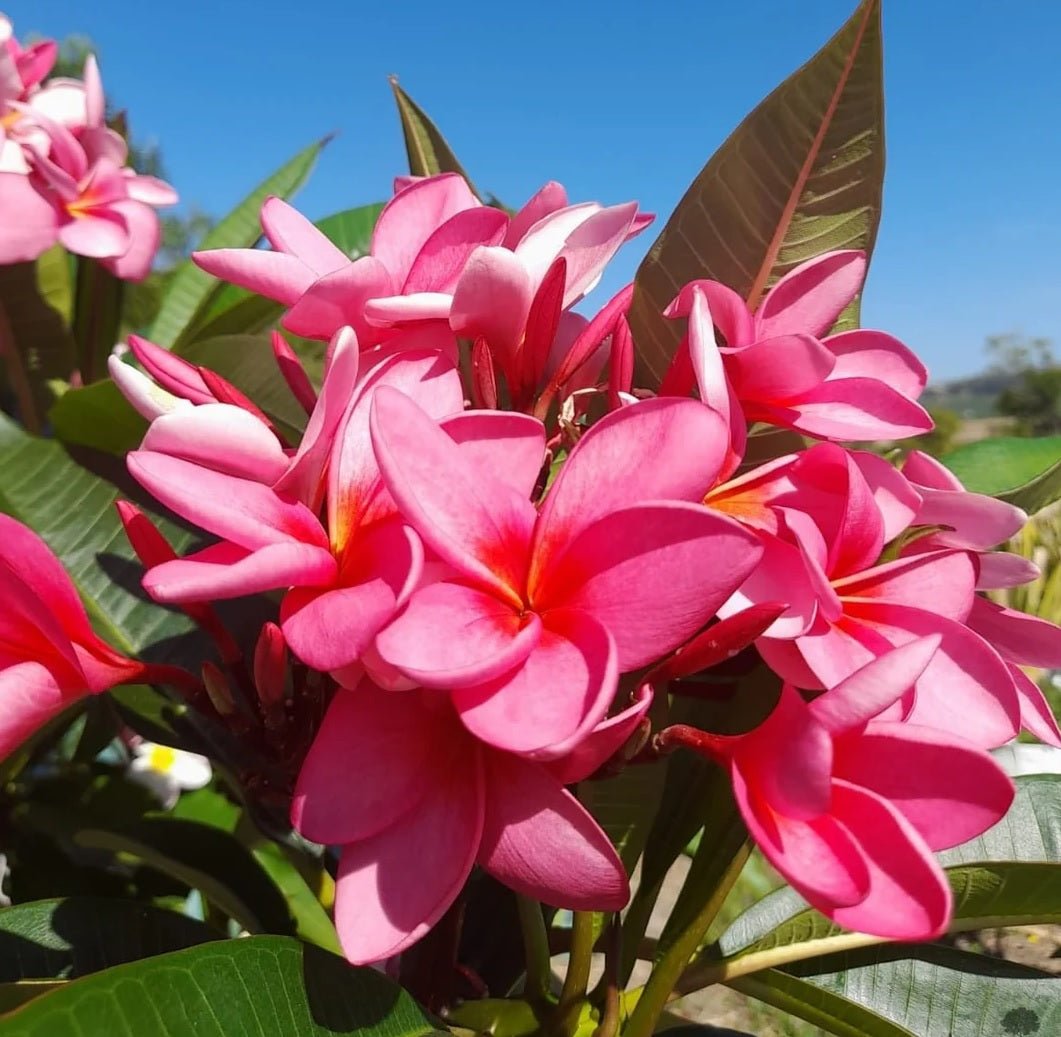 Frangipani Hot Pink (Plumeria rubra) - Ladybird Nursery