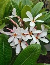 Frangipani Petite Pink (Plumeria obtusa) - Ladybird Nursery