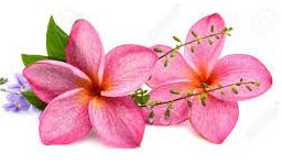 Frangipani Pink (Plumeria acuta)