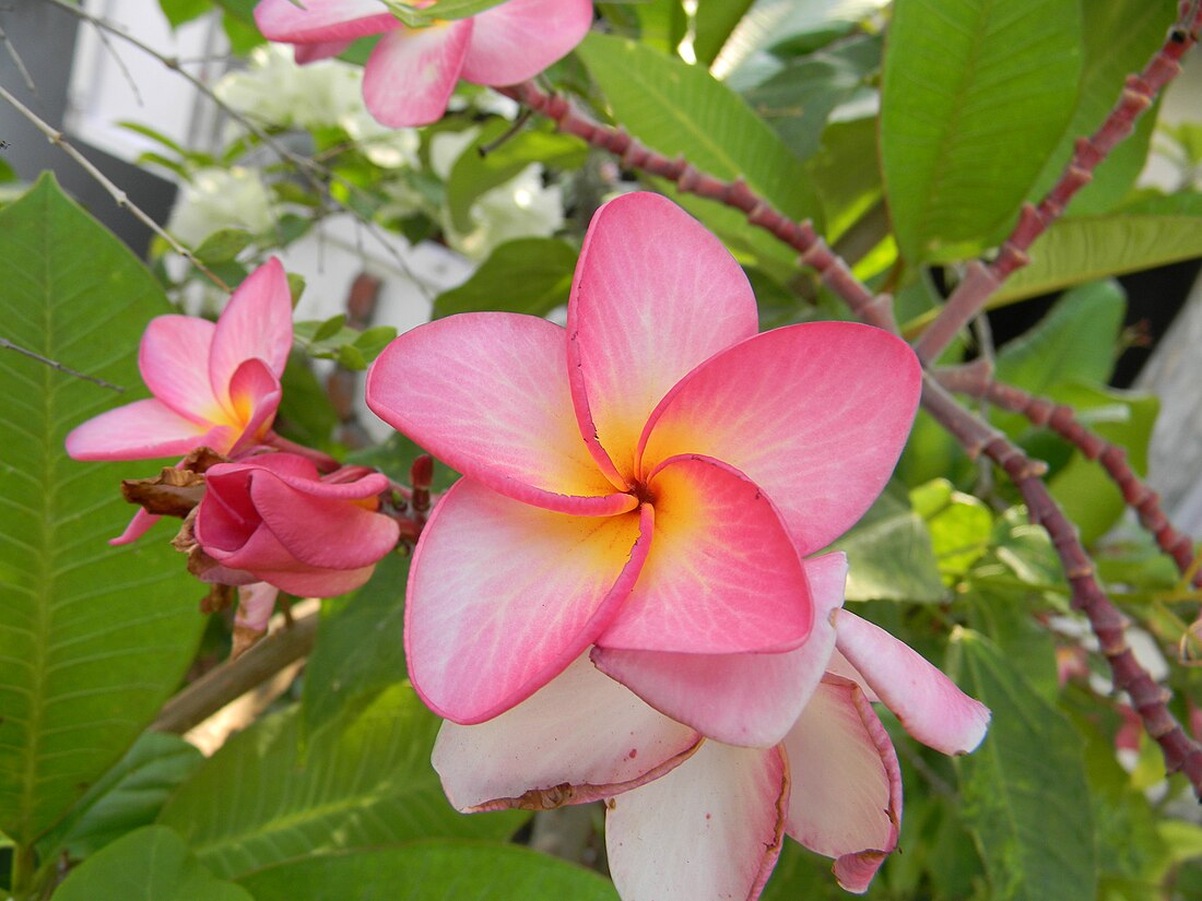 Frangipani Pink Evergreen (Plumeria pudica)