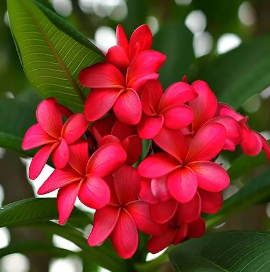 Frangipani Red (Plumeria rubra) - Ladybird Nursery