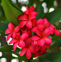 Frangipani Red (Plumeria rubra)