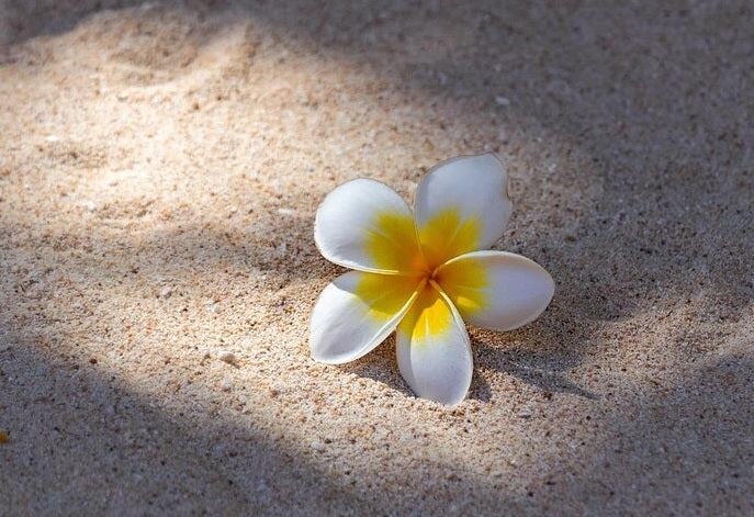 Frangipani Sunset Dreamer (Plumeria)