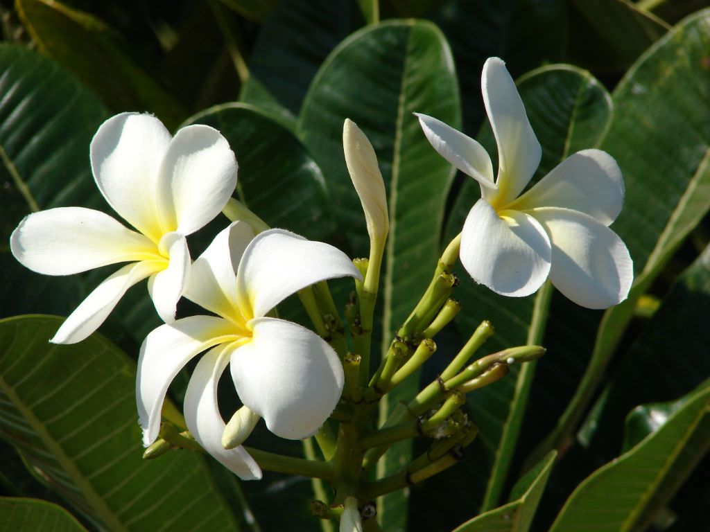 Frangipani White (Plumeria rubra)
