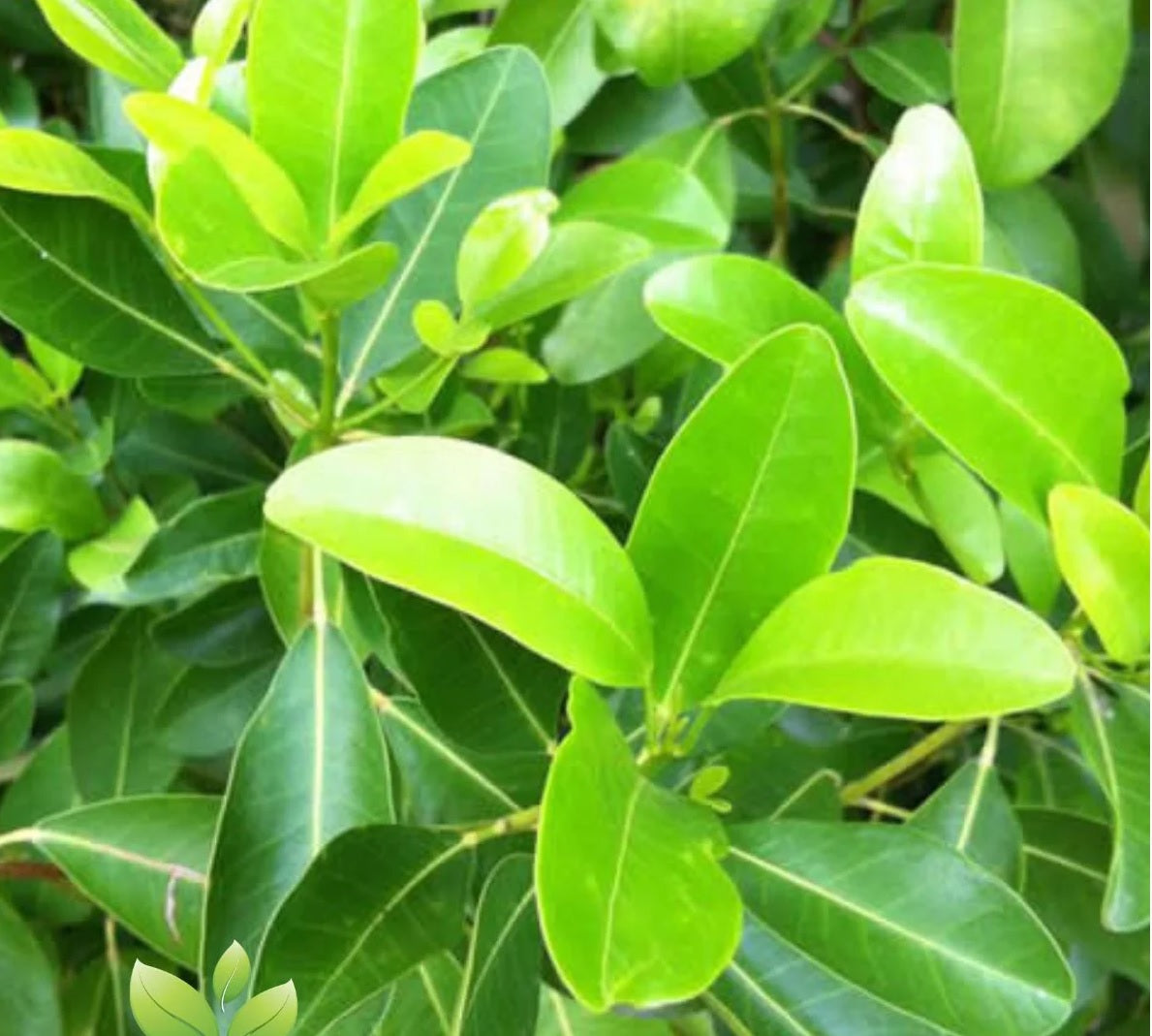 Fraser Island Apple (Acronychia imperforata)