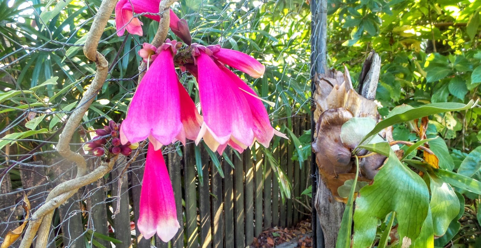 Fraser Island Creeper (Tecomanthe hillii) - Ladybird Nursery