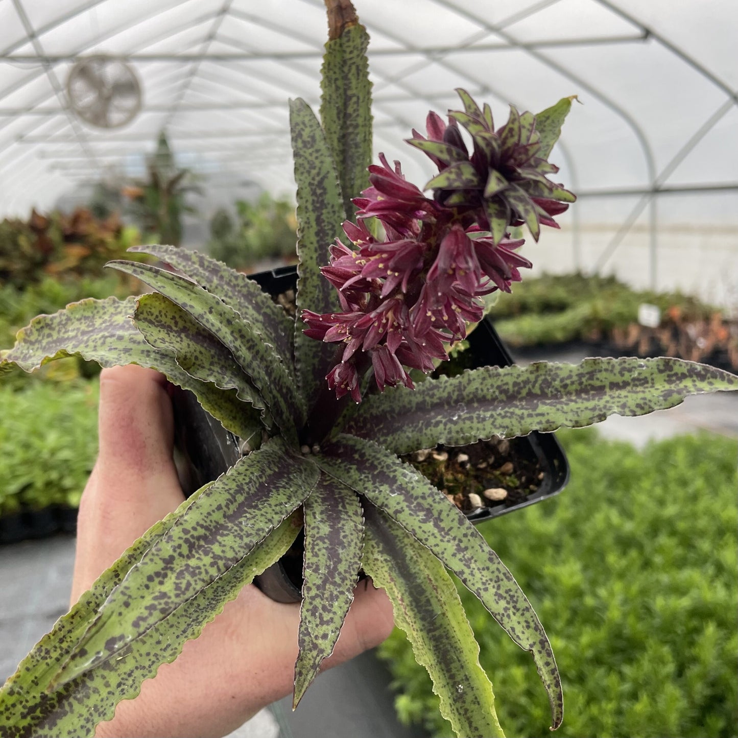 Freckles Pineapple Lily (Eucomis vandermerwei)