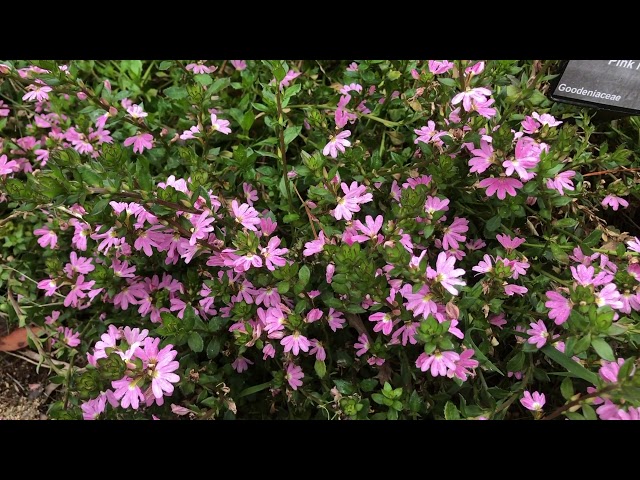 Fan Flower Fairy Pink (Scaevola aemula)