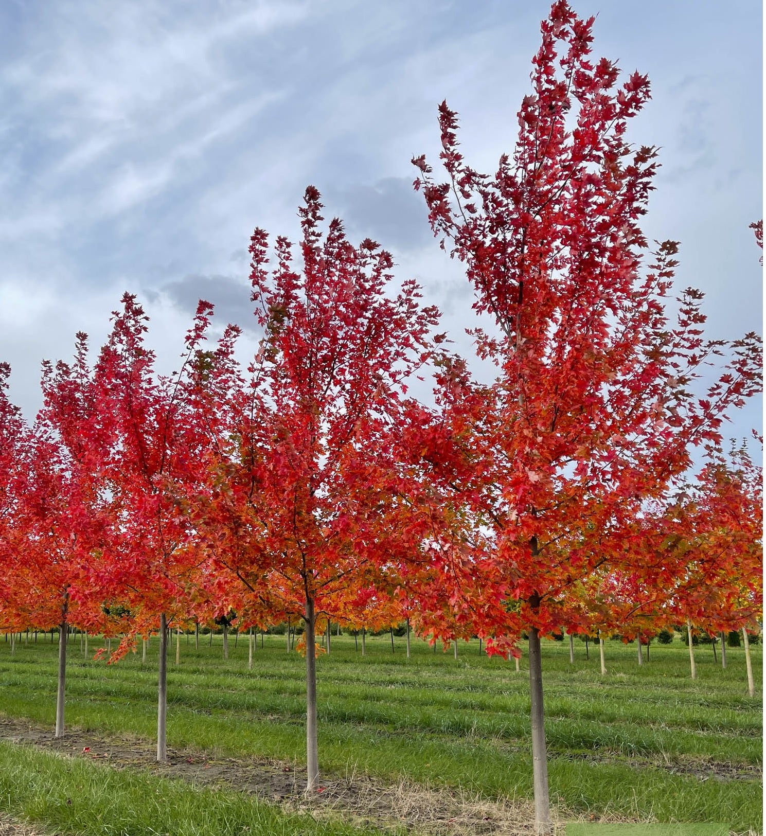 Maple Autumn Blaze (Acer) - Ladybird Nursery