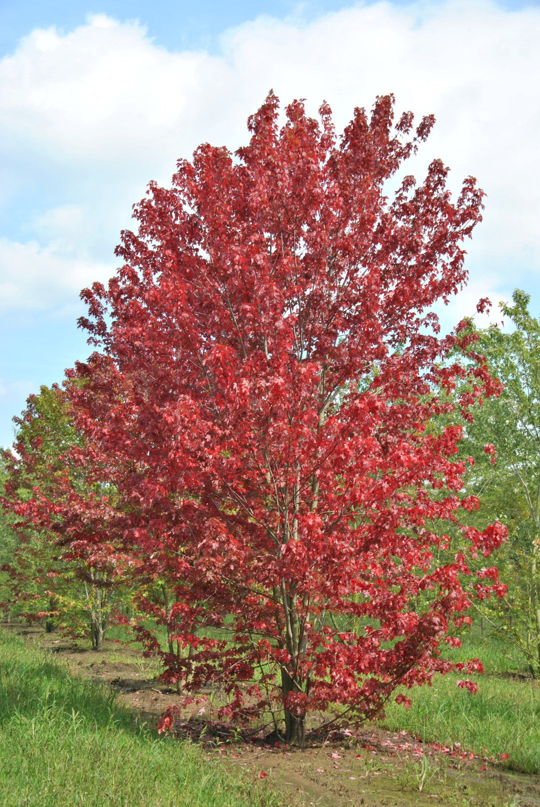 Freeman Maple Jeffersred (Acer freemanii)
