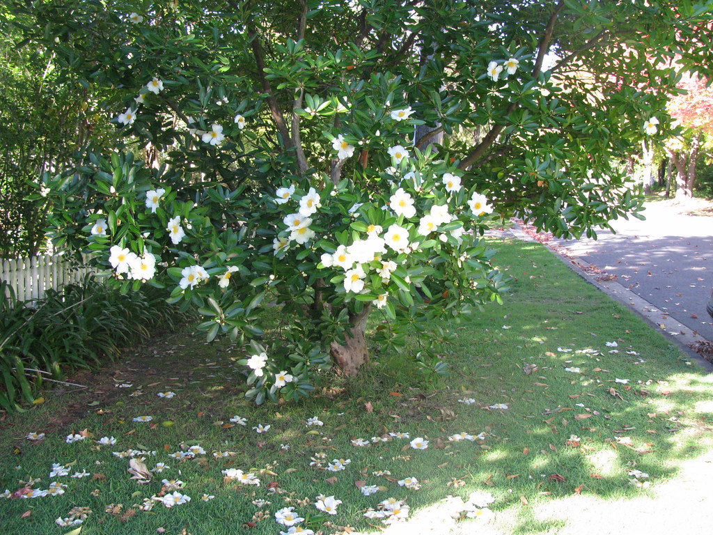 Fried Egg Plant (Gordonia axillaris)