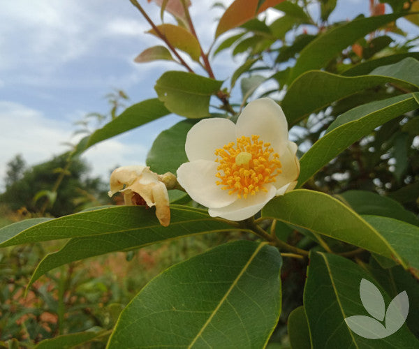 Fried Egg Plant Silkscreen (Gordonia yunnanensis)