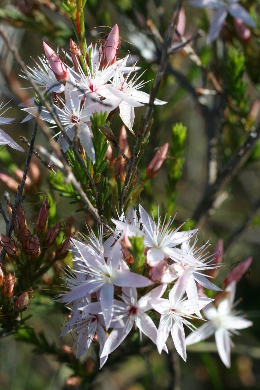 Fringe Myrtle White (Calytrix tetragona) - Ladybird Nursery