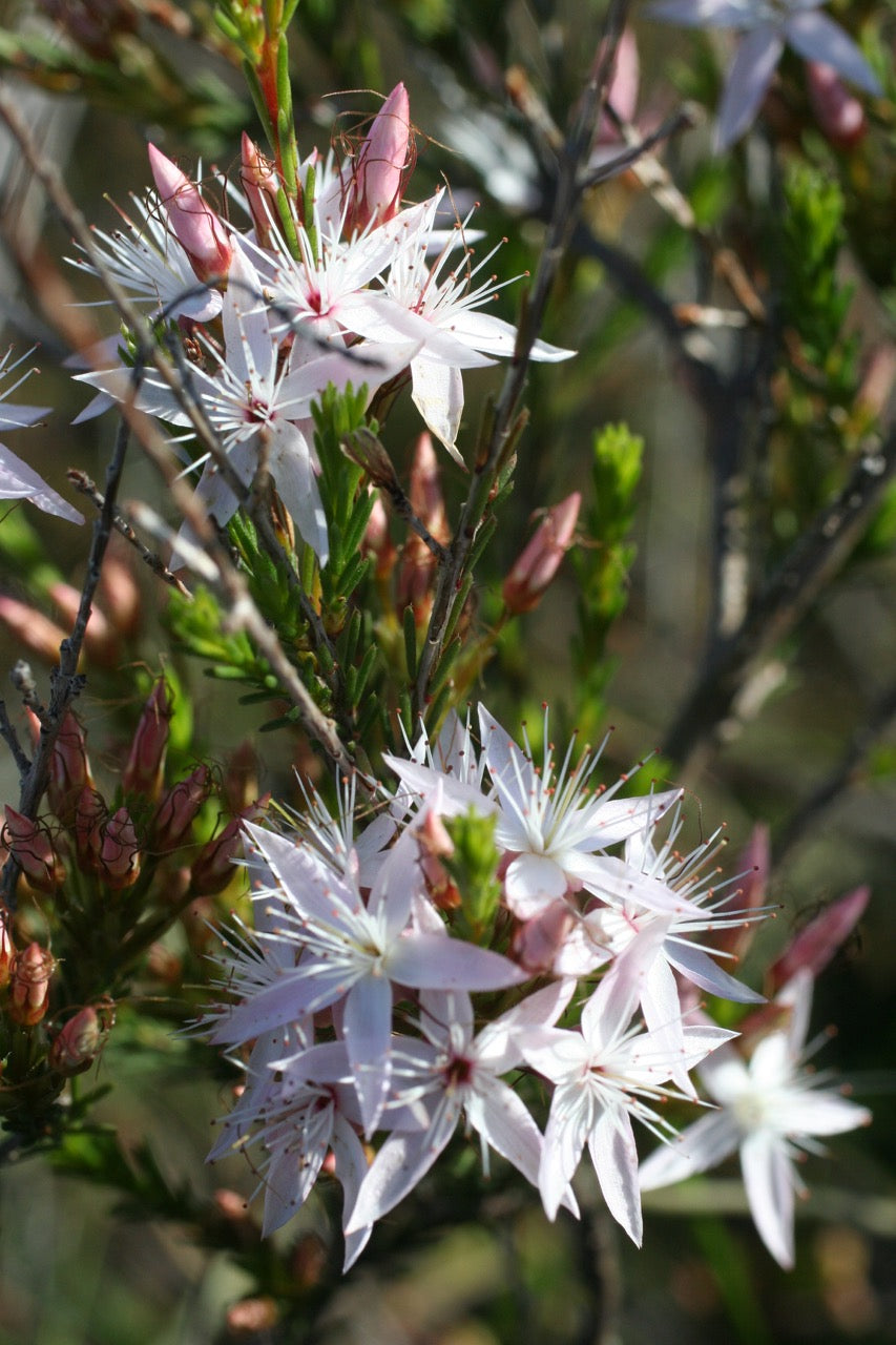 Fringe Myrtle White (Calytrix tetragona)