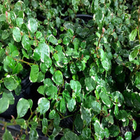 Climbing Fig Frosty (Ficus pumila) - Ladybird Nursery