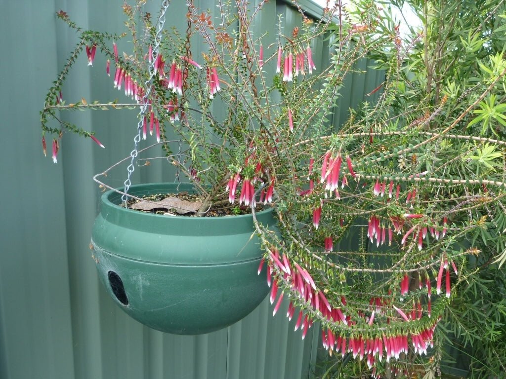 Fuchsia Heath (Epacris longiflora) - Ladybird Nursery