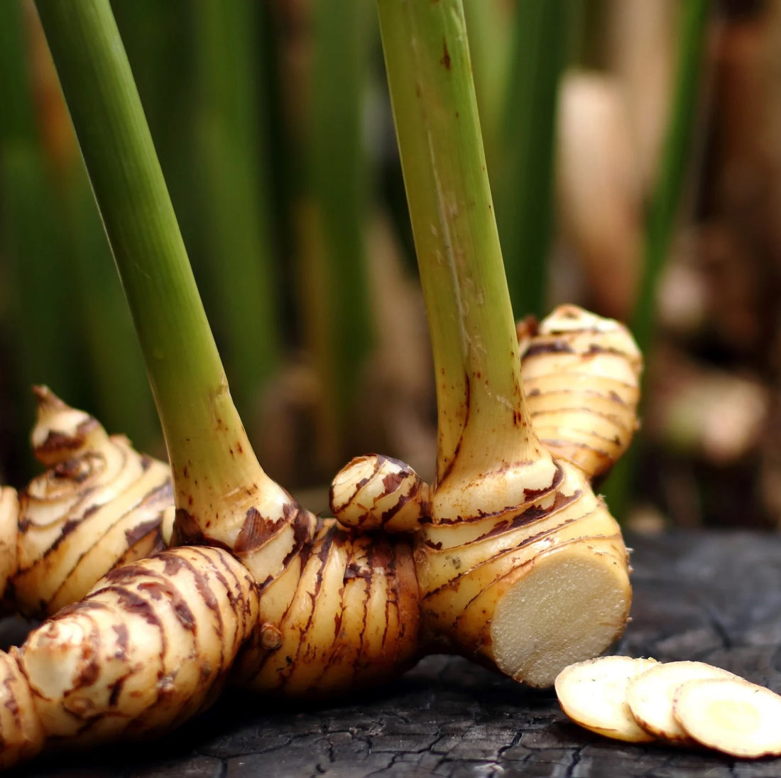 Galangal / Thai Ginger (Alpinia galanga) - Ladybird Nursery