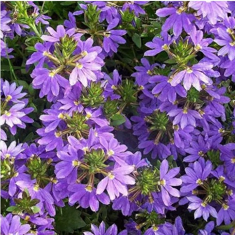Fan Flower Fantasy Purple (Scaevola)
