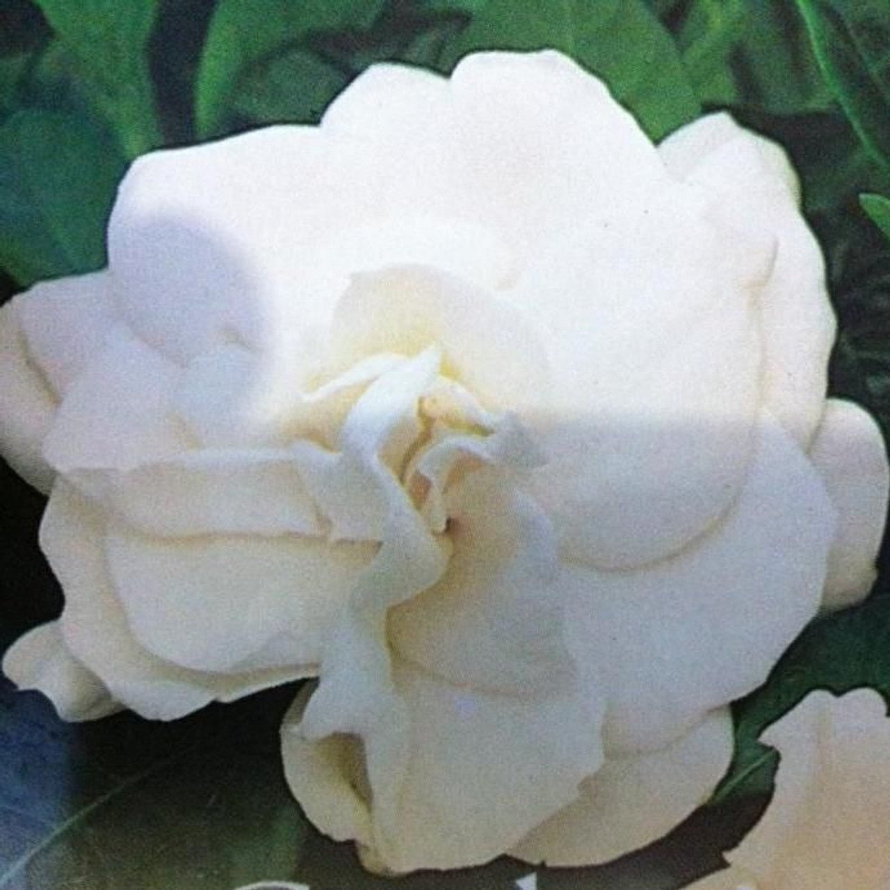 Gardenia 'Aimee Yoshiba' (Gardenia augusta) - Ladybird Nursery